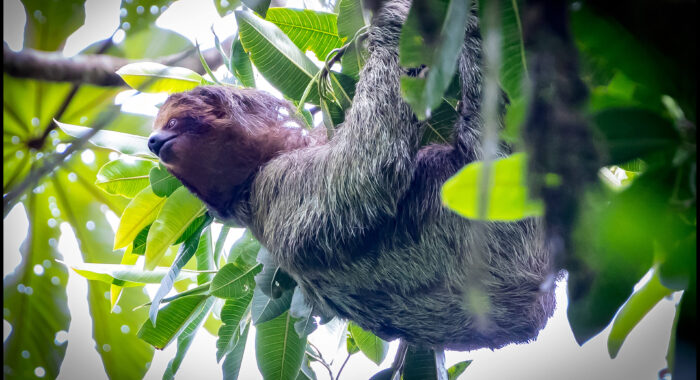Brown Throated Three Toed Sloth