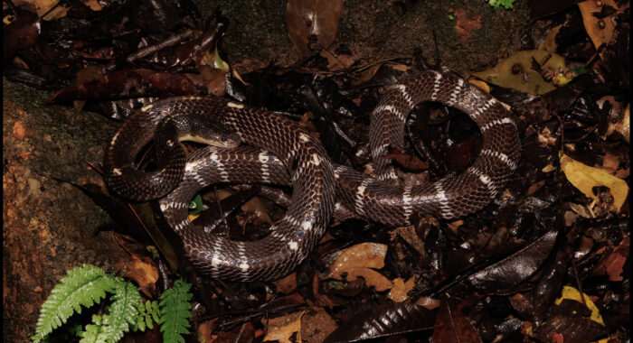 Common Krait in India