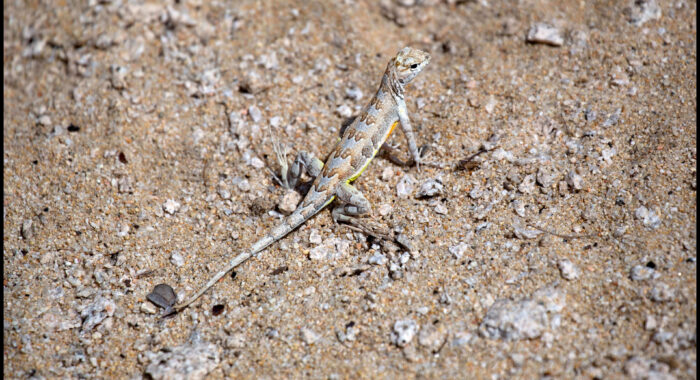 Zebra-tailed Lizard On The Beach