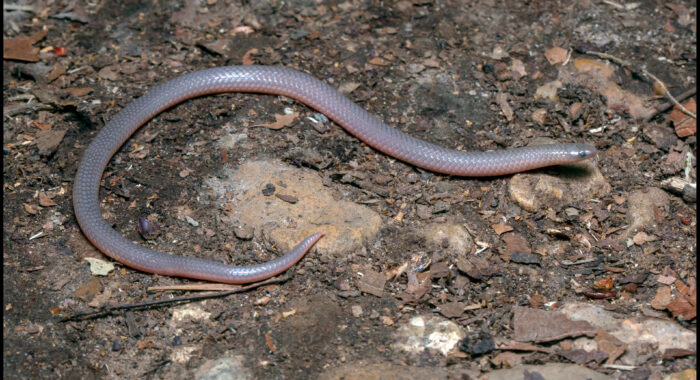 Worm Snake