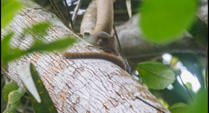 Pygmy Marmosets in Their Tree