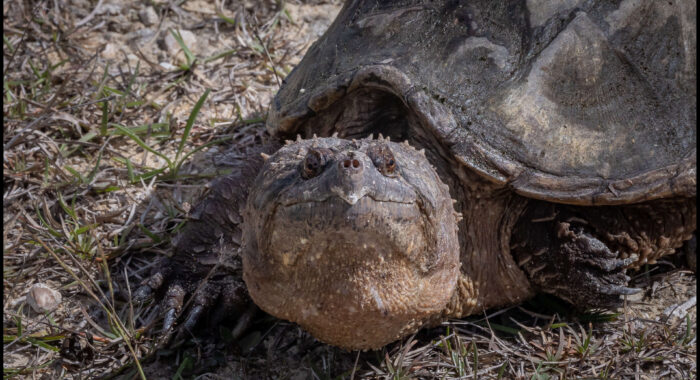 Common Snapping Turtle