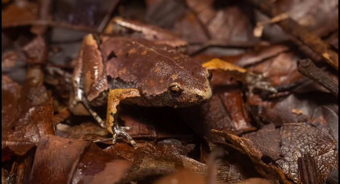 Bassler’s Humming Frog in Peru