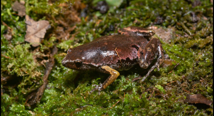 Bassler’s Sheep Frog