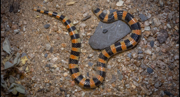 Banded Sandsnake From Above