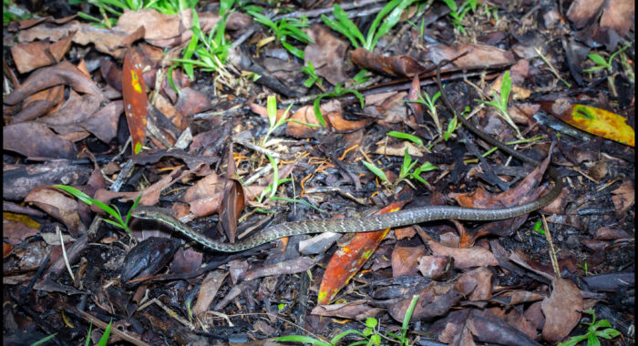 Common Whipsnake of the Amazon