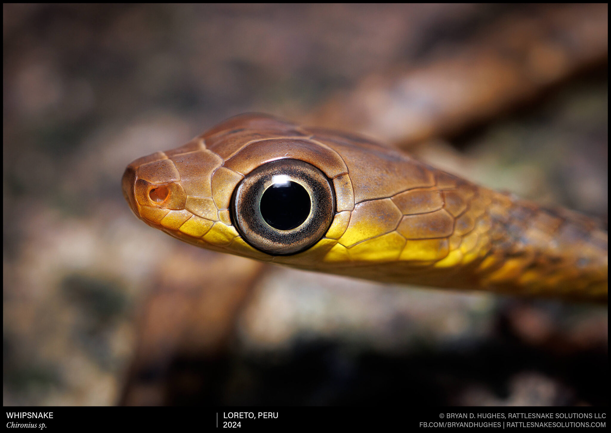 Snake Field Ration Big Eyes Little Snake - Field Herper