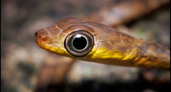 Big Eyes Little Snake