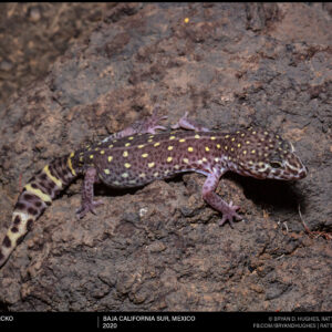 Switak’s Banded Gecko
