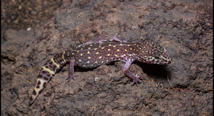Switak’s Banded Gecko