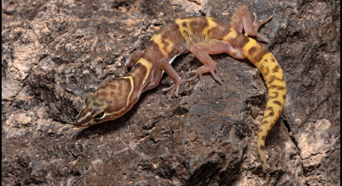 Western Banded Gecko