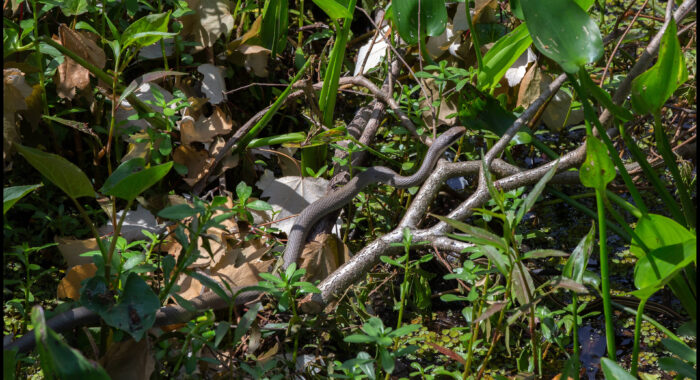 Black-Masked Racer