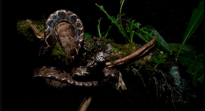 Amazon Tree Boa