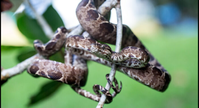 Amazon Tree Boa