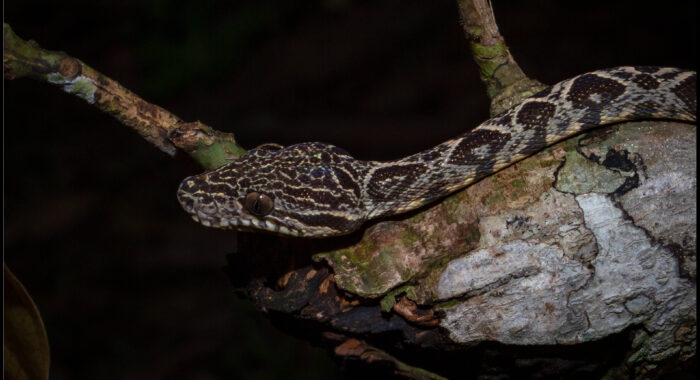 Amazon Tree Boa