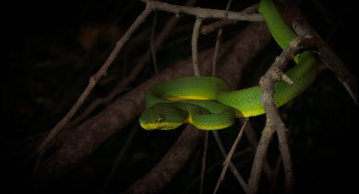 Bamboo Viper in India