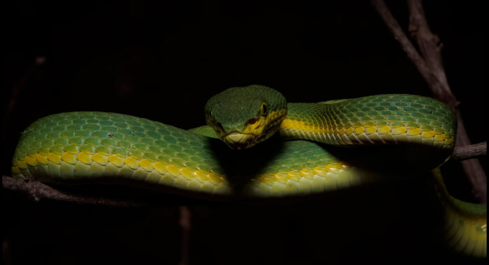 Bamboo Viper At Night