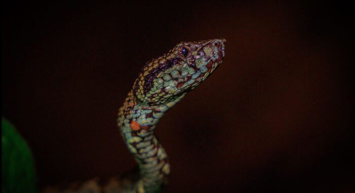 Malabar Pitviper