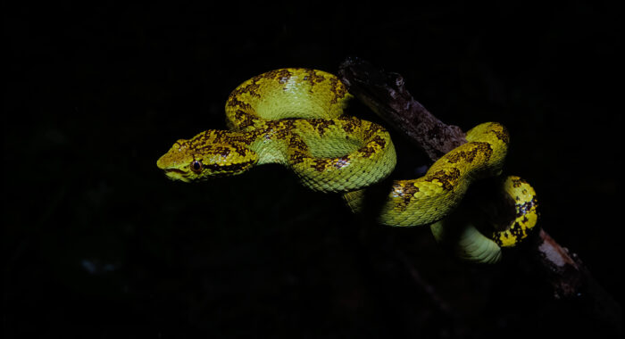 Malabar Pit Viper