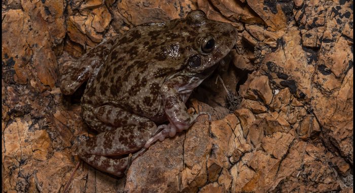 A Barking Frog Emerges on a Wet Monsoon Night