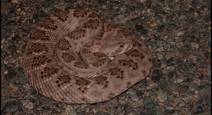 Western Diamondback Rattlesnake from Hidalgo County New Mexico
