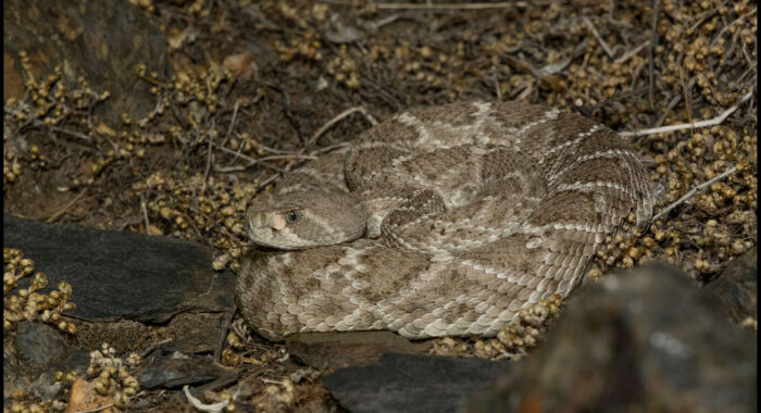 Western Diamondback Rattlesnake in Ambush at Night