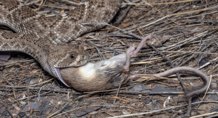 Western Diamondback Rattlesnake Eating a Rodent