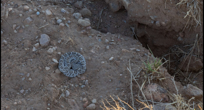 Baby Western Diamondback Rattlesnake