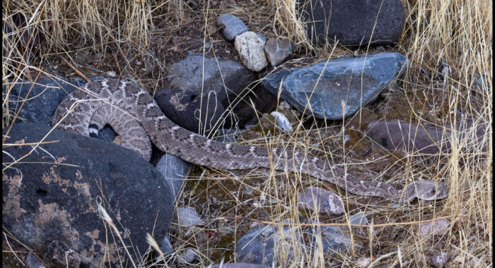 Western Diamondback Rattlesnake Breaking Coil