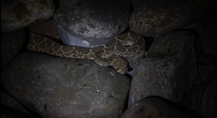 Western Diamondback Out in the Rain