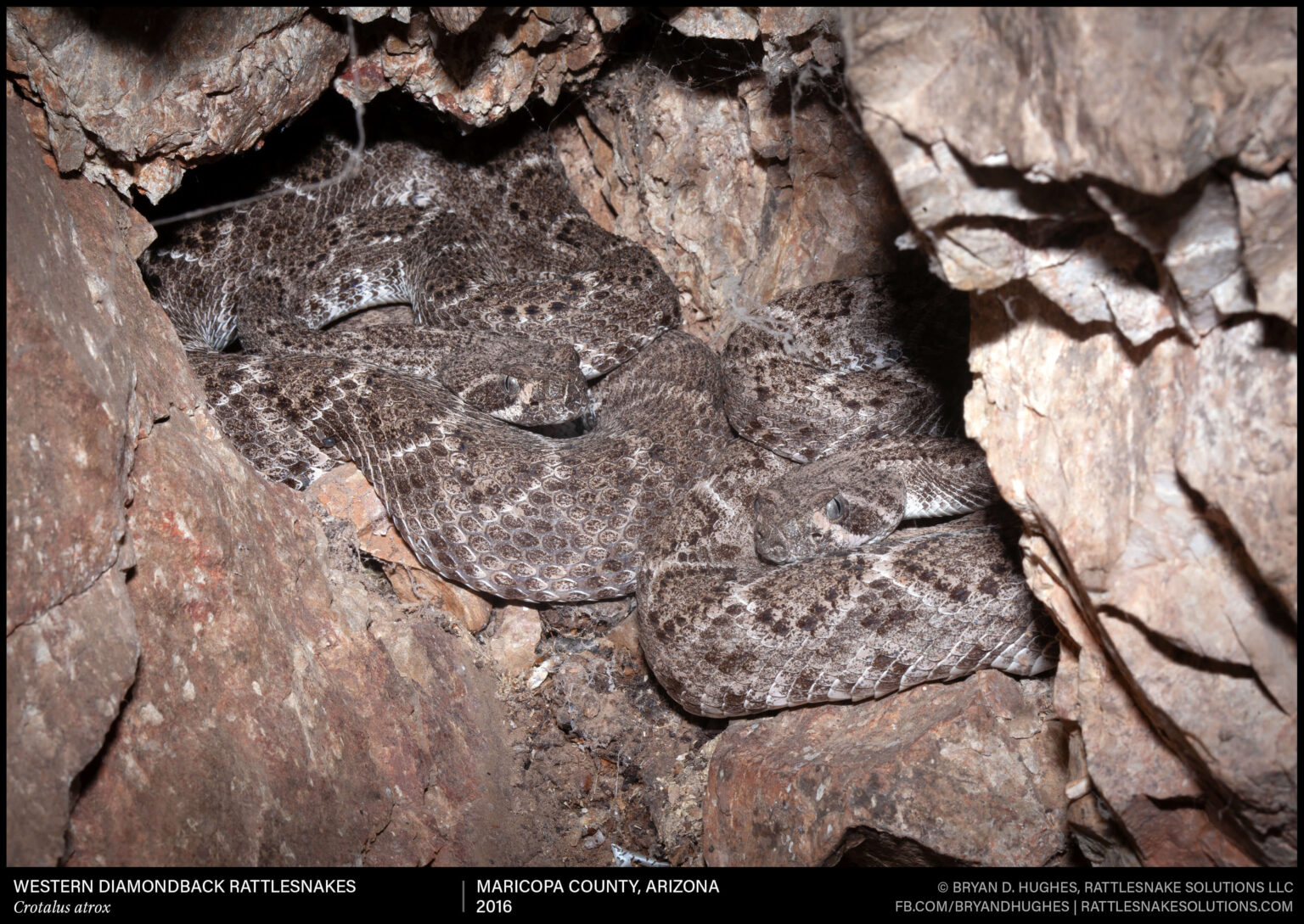 Western Diamondback Rattlesnakes Group Summer Den - Field Herper