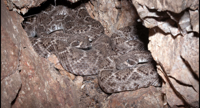 Western Diamondback Rattlesnakes Group Summer Den