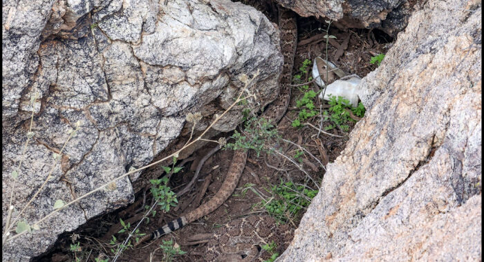 Western Diamondback Rattlesnakes at a Winter Den