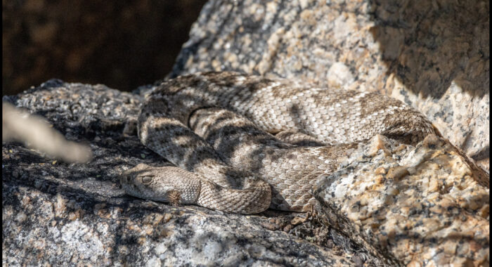 Western Diamondback Rattlesnake At Rest