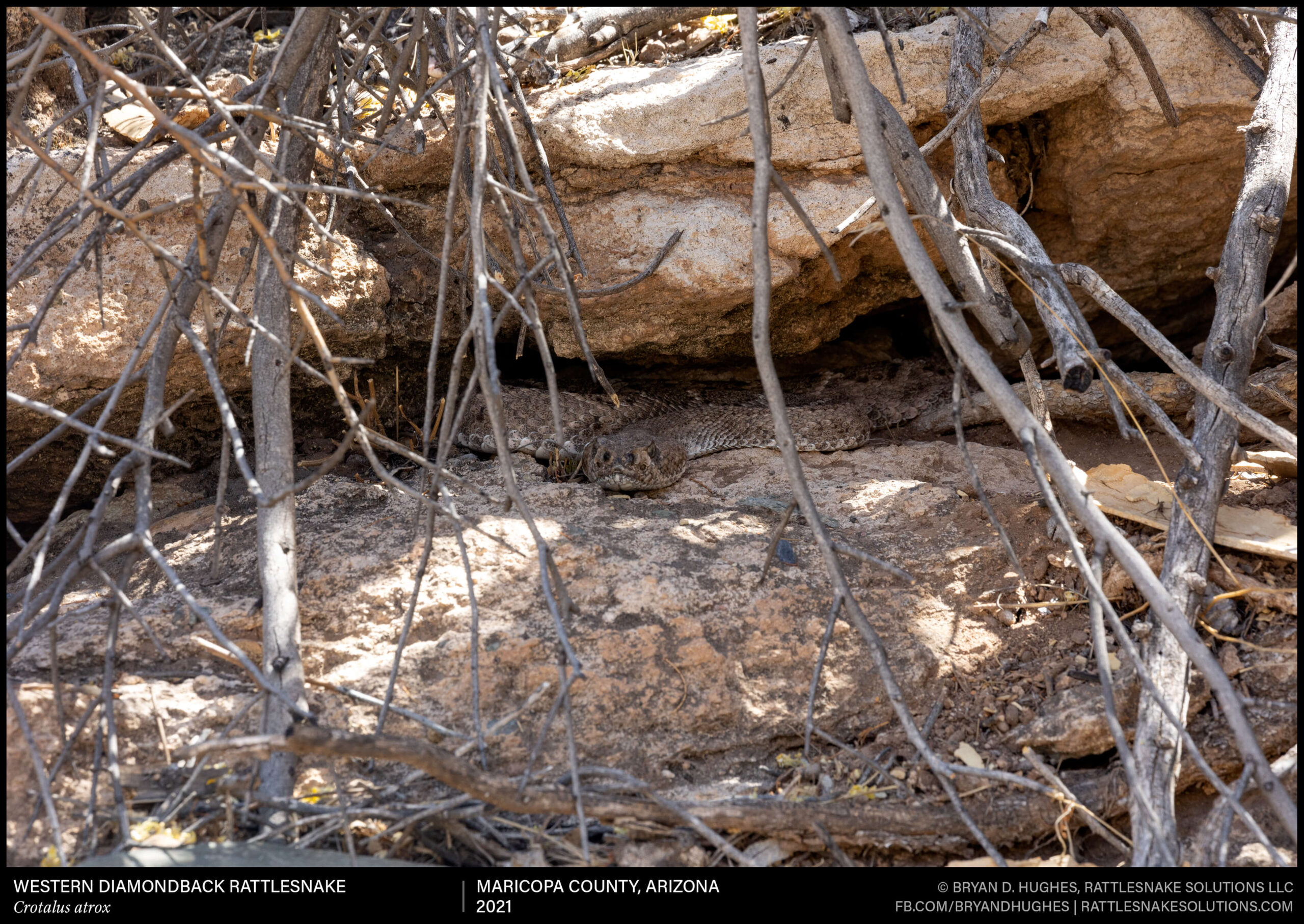 Western Diamondback Rattlesnake Hiding From The Fire