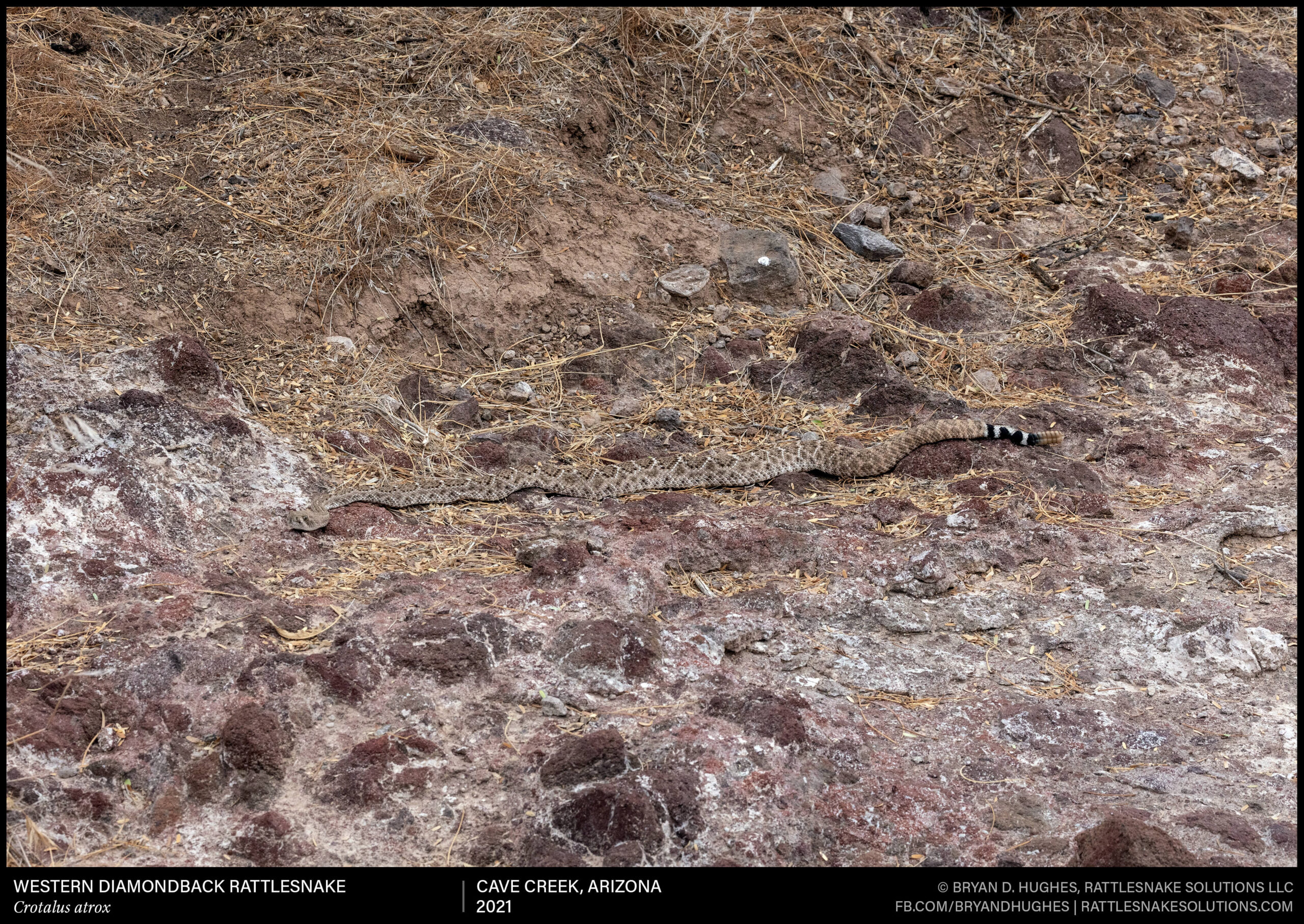 Western Diamondback Rattlesnake Looking For A Drink