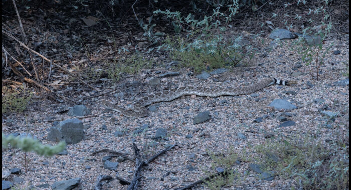 Western Diamondback Rattlesnake Takes a Break