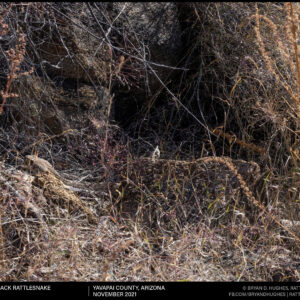Western Diamondback Rattlesnake On Patrol