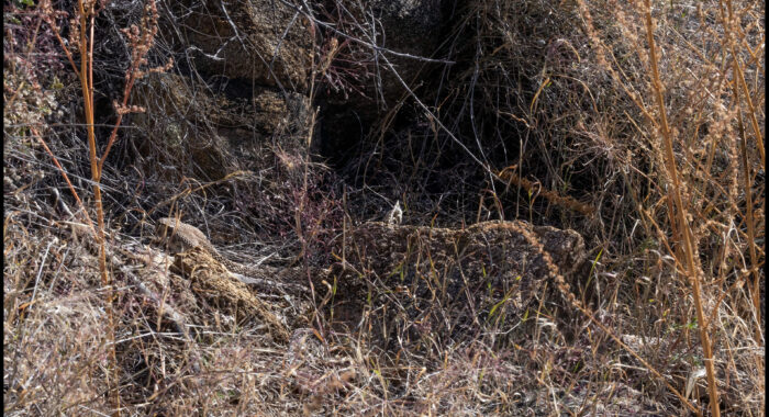 Western Diamondback Rattlesnake On Patrol