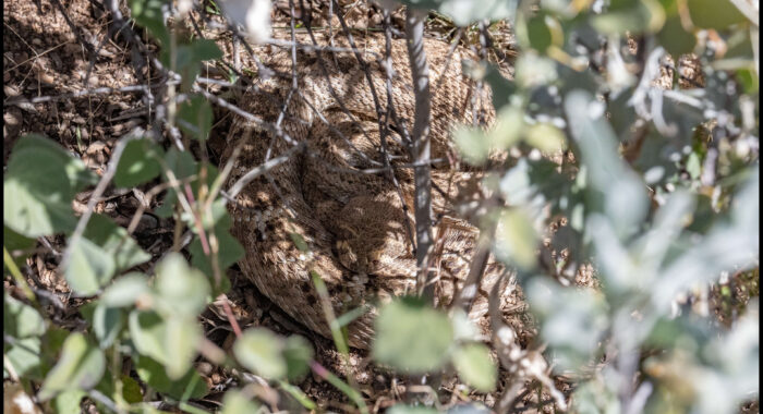 Western Diamondback Rattlesnake