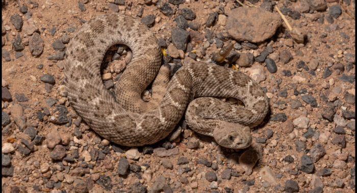 Baby Western Diamondback Rattlesnake Shows Its Age