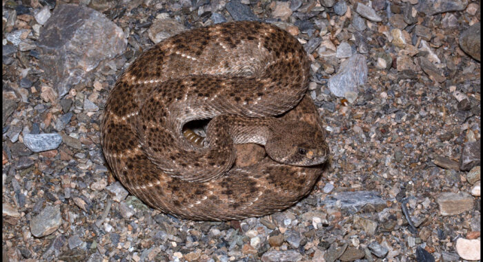 A Brown Western Diamondback Rattlesnake