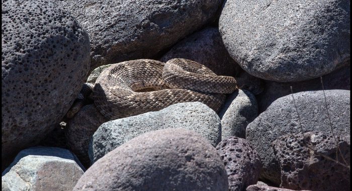 Western Diamondback Rattlesnake at a Den near Phoenix