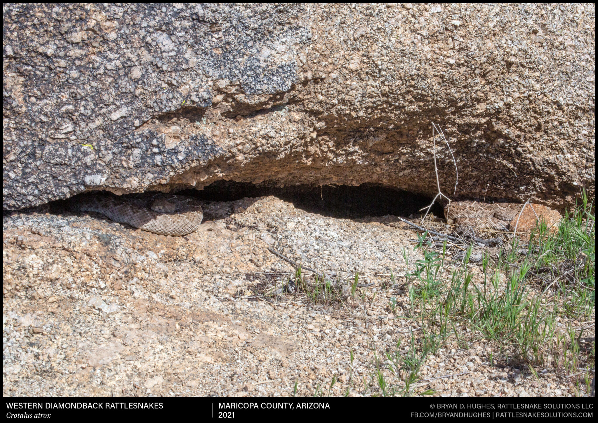 Western Diamondback Rattlesnake Winter Den - Field Herper