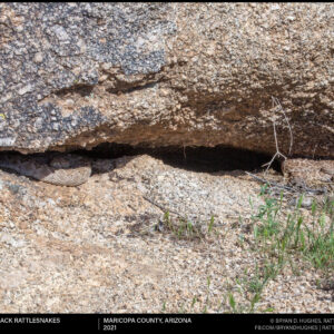 Western Diamondback Rattlesnake Winter Den