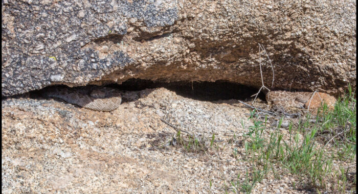 Western Diamondback Rattlesnake Winter Den