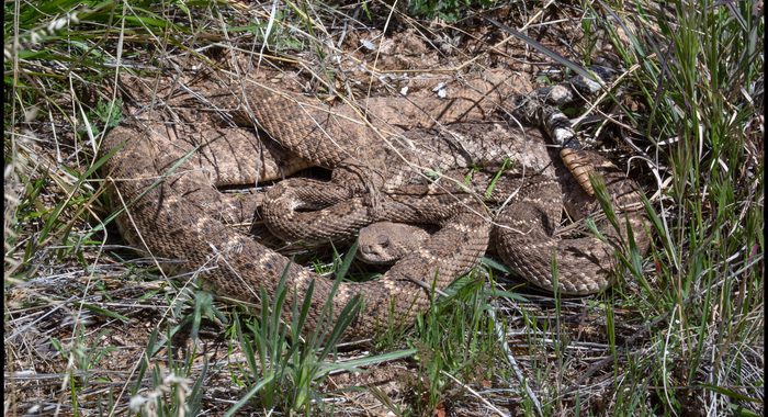 Courtship and Mating of Western Diamondback Rattlesnakes