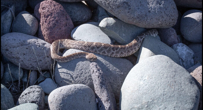 Western Diamondback Rattlesnake Basking At Den