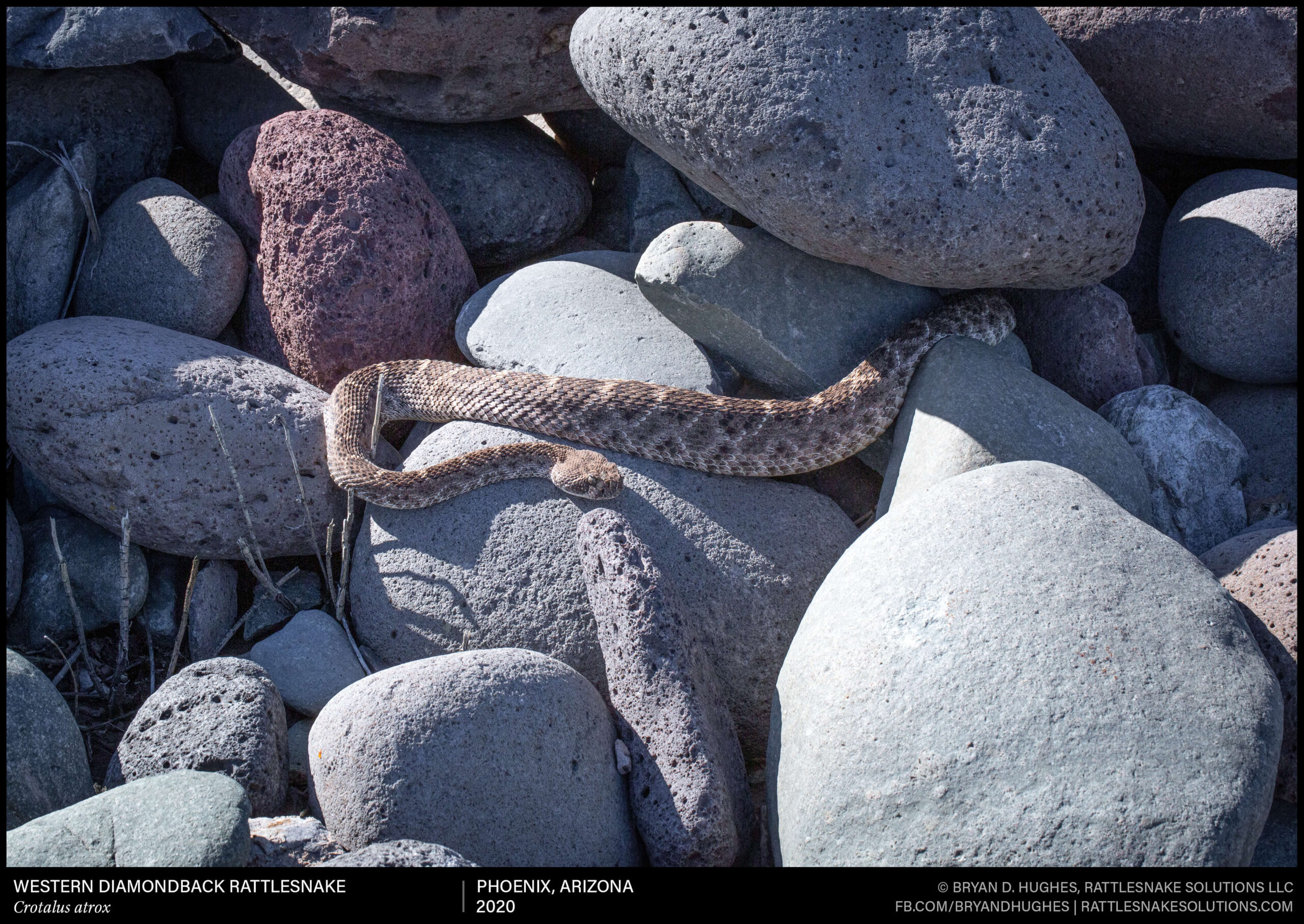 Western Diamondback Rattlesnake Basking At Den