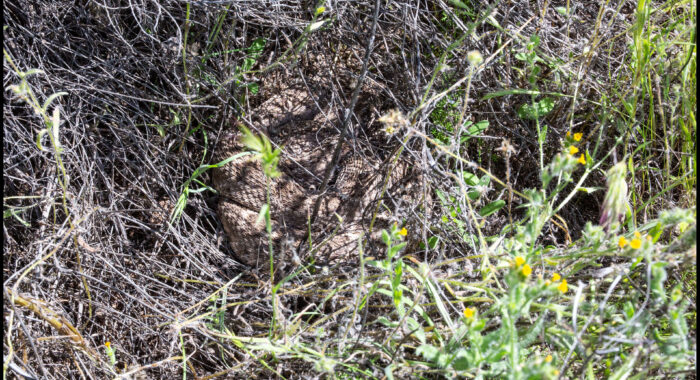 Western Diamondback Rattlesnake Basking Under Cover